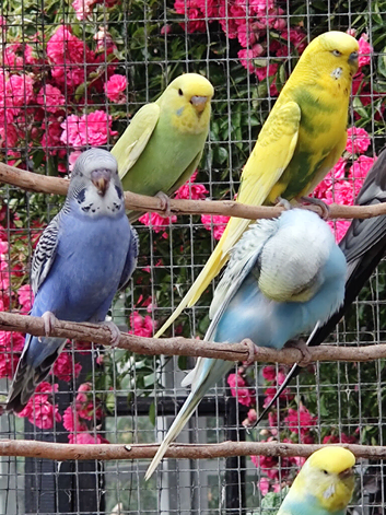 Baby Budgies