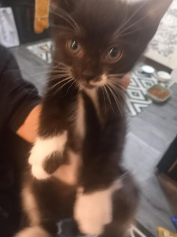 4 beautiful male kittens
