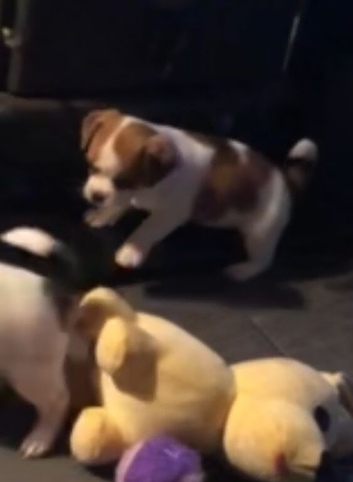 Jack Russell x shi zhu puppy 8w old