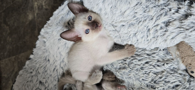 Last pure chocolate point boys available
