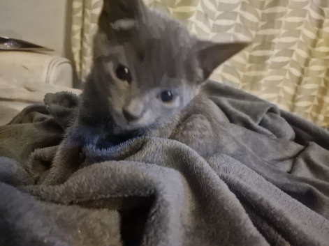 8 week old kittens for sale