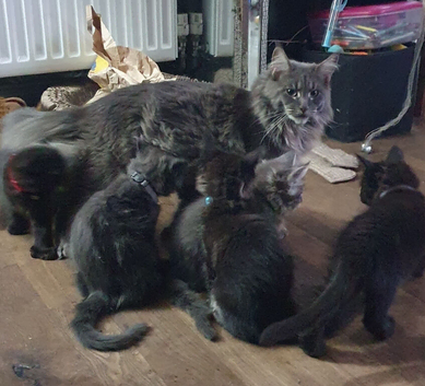 Tica reg Maine coon male poly kittens ONLY 2 AVAILABLE