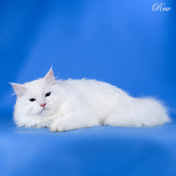 Siberian TICA