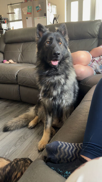 Male German shephard