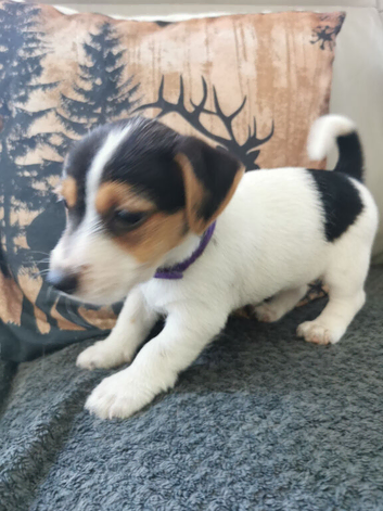 Jack Russell pups