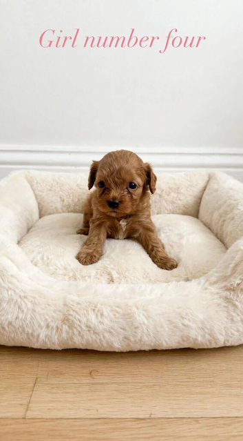 F1 cavapoo puppy's