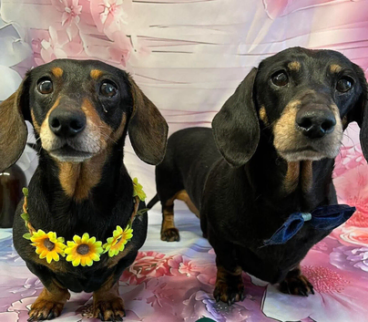 Male Miniature Dachshund For Sale