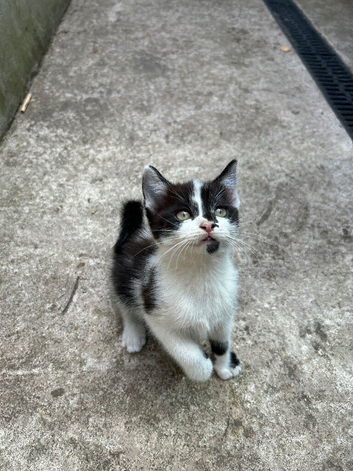 Two Female Tuxedo Kittens Looking for Loving Homes