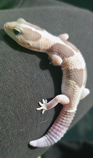 I have a stunning African-Fat tailed gecko for Sale