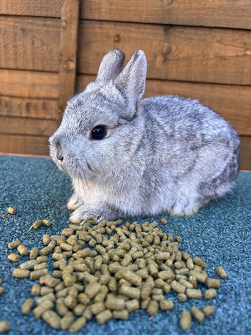 Brown, silver male dwarf
