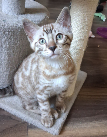 LAST ONE . READY NOW....Male seal mink snow Bengal
