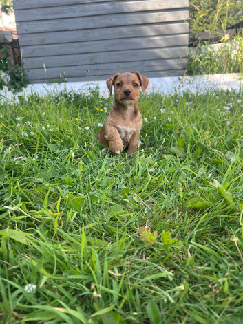 INTRODUCING OUR ADORABLE JACK RUSSELL PUPS