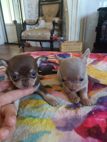 Exquisite Tiny Chihuahua puppies.