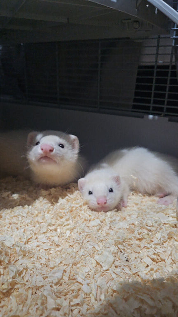 Jill ferrets