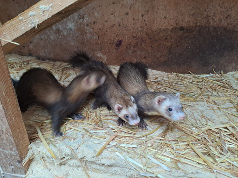 Ferret micro kits...............this years....born May