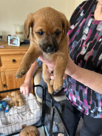 Jackapoo puppies for sale