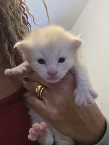 Last Remaining Male Maine Coon Kitten&ndash; Family Raised