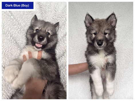 Husky Puppies for Sale