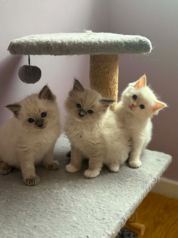 Full Fluffy Ragdoll Kittens