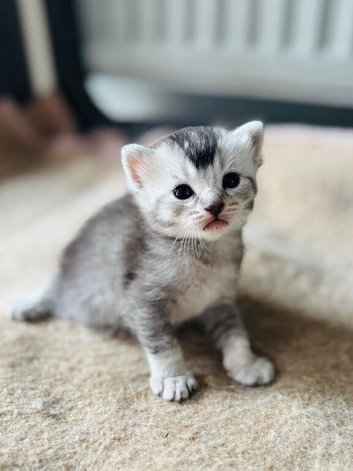 British short haired kittens