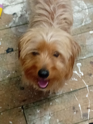 Simba