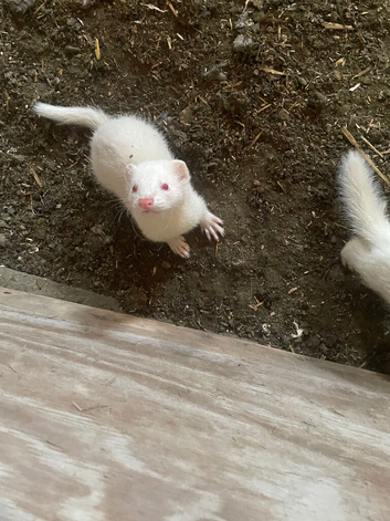 Albino 9 weeks old male