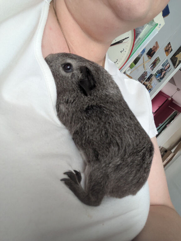 Young guinea pig boars