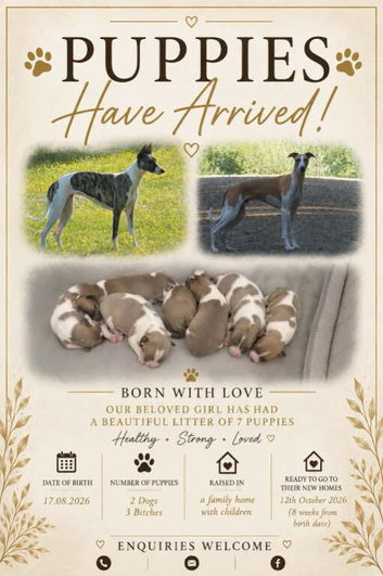 Well bred whippet pups