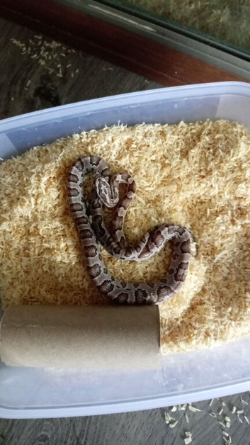 Corn snake