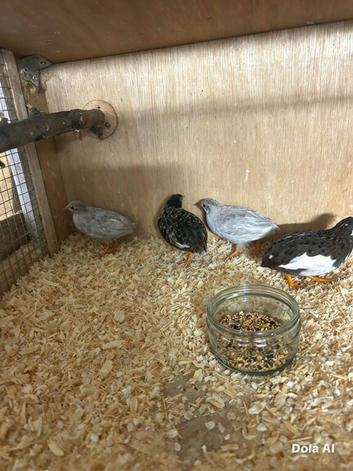 button quail for sale