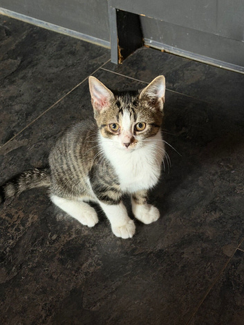 Female kitten for sale