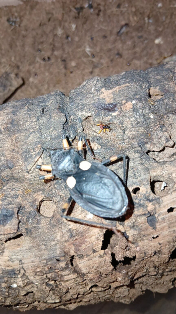 2 spot Assassin Bugs