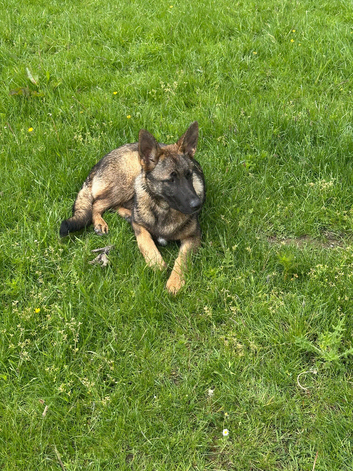 German shepard puppy 25 weeks old