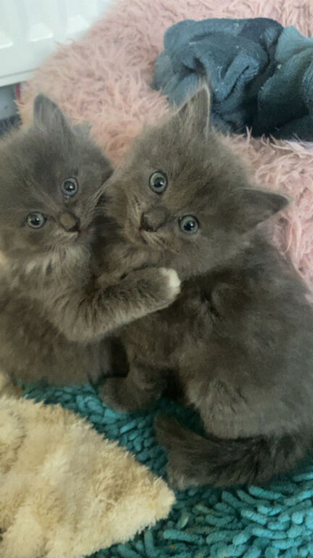 Blue ragdoll x