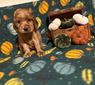 Stunning show cocker spaniel puppies