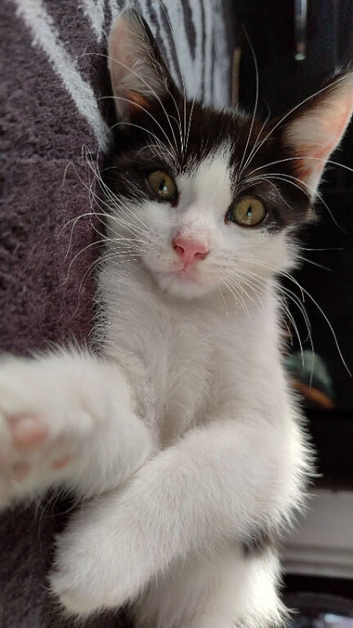 Rehoming kittens