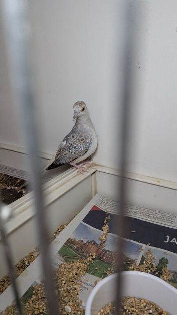 Juvenile Diamond Dove
