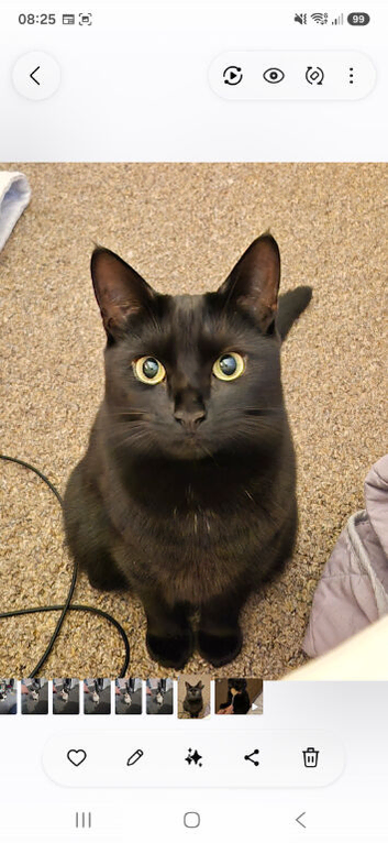 Missing cat lilly