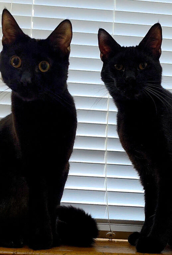 2 Male  cats