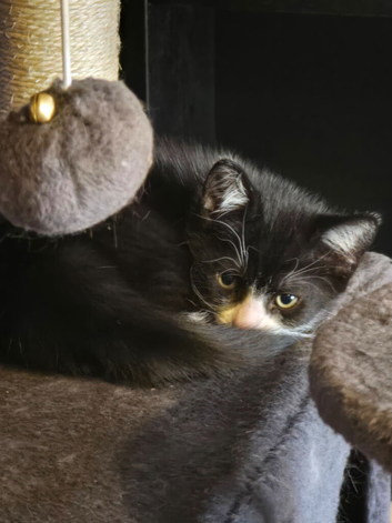 Half maine coon kitten
