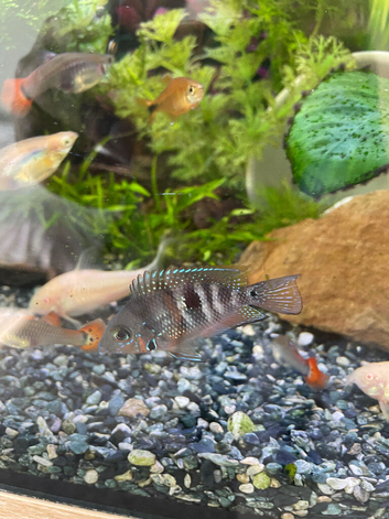 Cichlid
