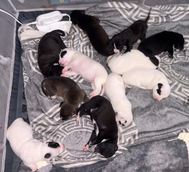 Blue staffy , husky lurcher cross dogs