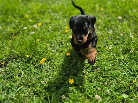 KC reg Dobermann puppies