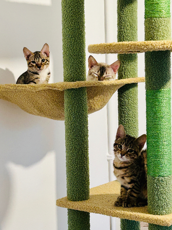 5 gorgeous bengals now 12 months old