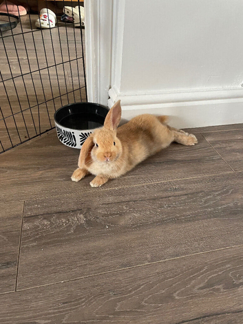 2 beautiful Lionlop x Holland bunnies