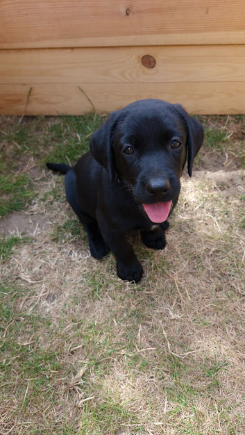 Labrador Puppies
