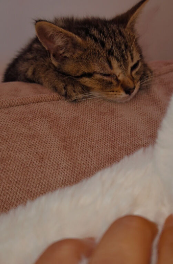 Beautiful wee 11week old tabby kitten