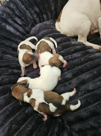 Min jack russle puppies