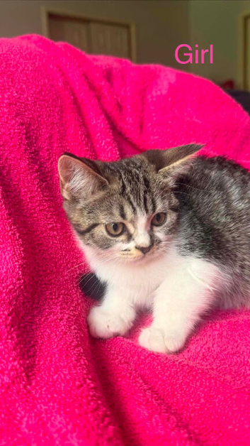 Kitten female ready now