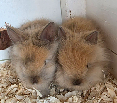 Netherland dwarf and lion head kits